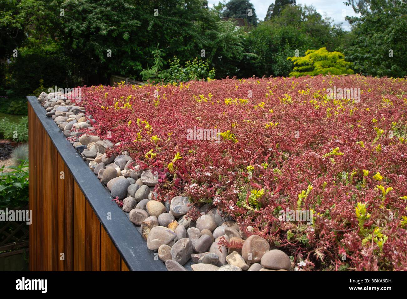 Tetto del giardino Sedum su un edificio residenziale per uffici, Inghilterra Foto Stock