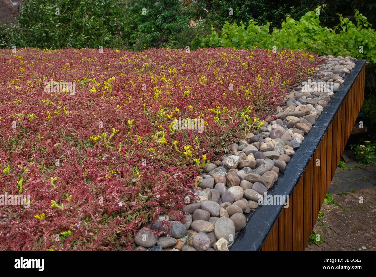 Tetto del giardino Sedum su un edificio residenziale per uffici, Inghilterra Foto Stock