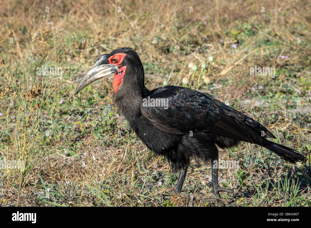 Carnacchio nero meridionale (Bucorvus leadbeateri) in Botswana, Africa Foto Stock