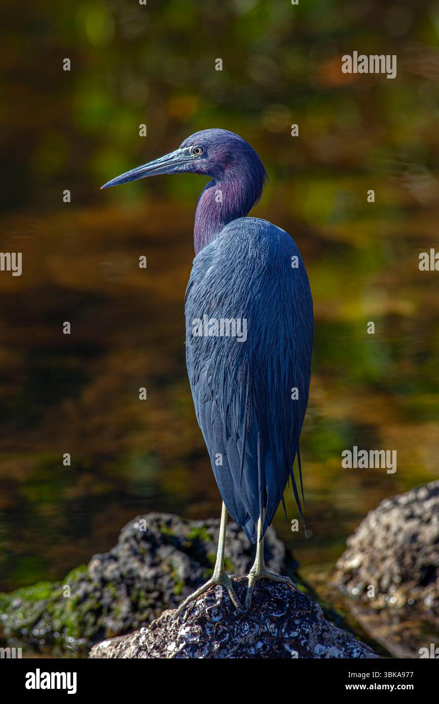 Questo piccolo airone blu adulto (Egretta caerulea) Foto Stock