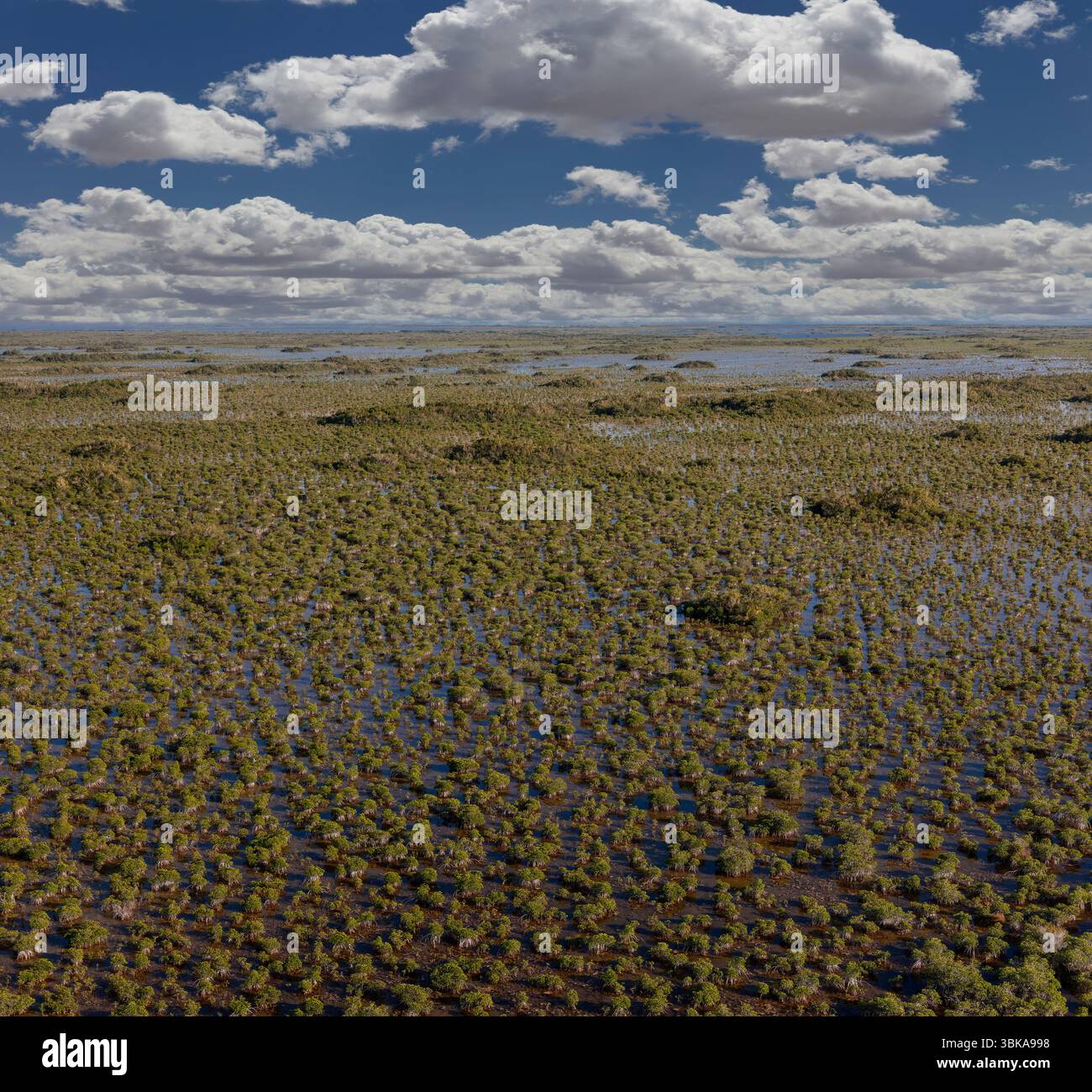 Il Parco Nazionale delle Everglades protegge la più grande natura selvaggia subtropicale degli Stati Uniti, che comprende oltre 1,5 milioni di acri di paludi. Foto Stock