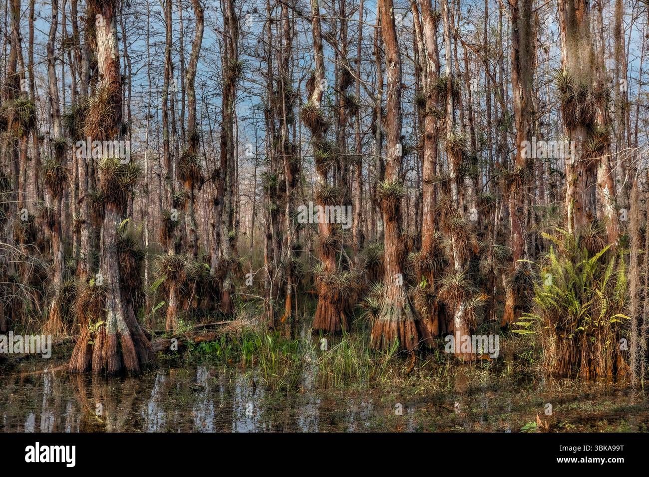 Piante d'aria sugli alberi di cipresso calvo, Big Cypress National Preserve, Florida Foto Stock