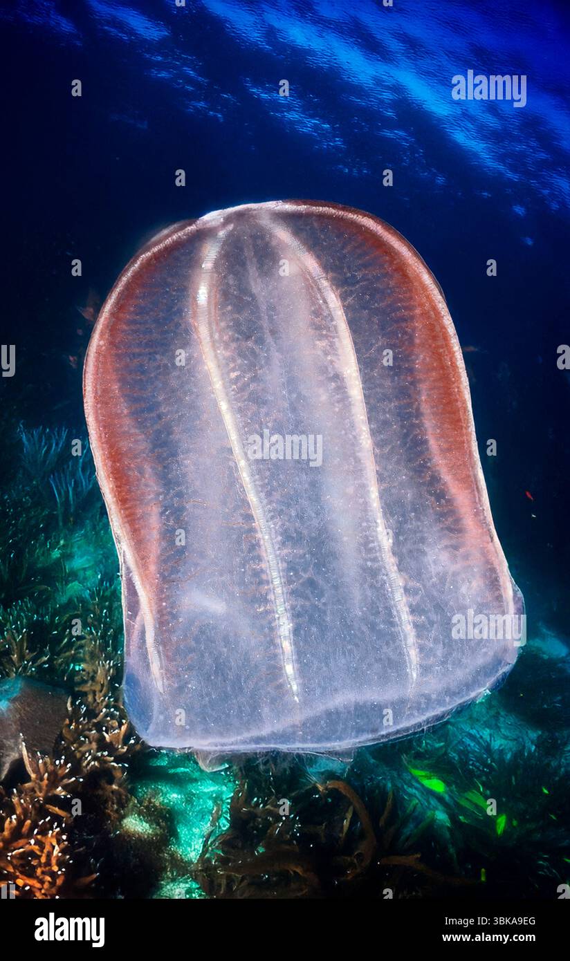 Beroe's Comb Jelly Fish, Beroe cucumis Foto Stock