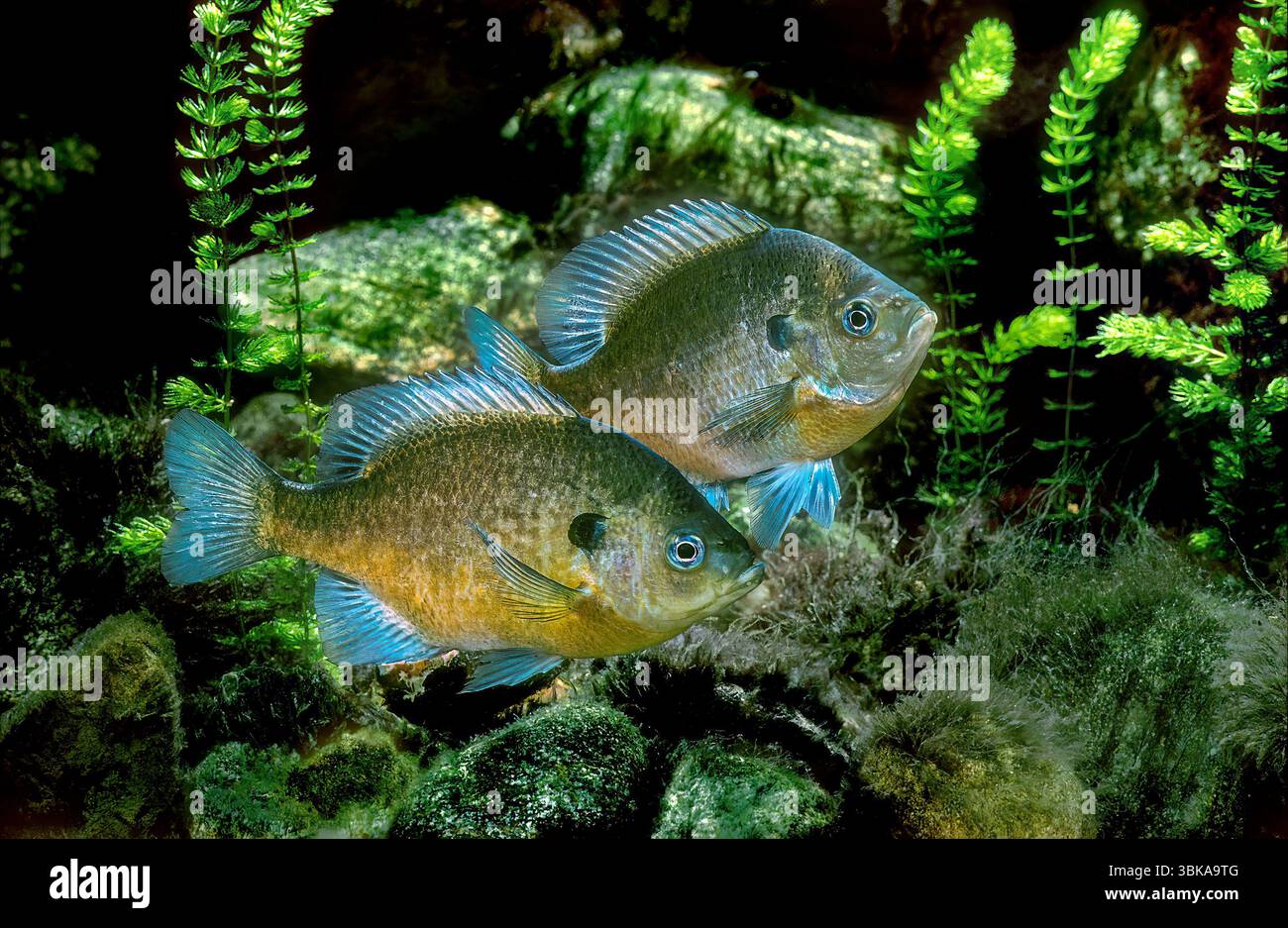 New Jersey Blue Gill, Lepomis macrochirus il Bluegill (Lepomis macrochirus) è un pesce solare d'acqua dolce diffuso e ben noto in tutta la New J Foto Stock