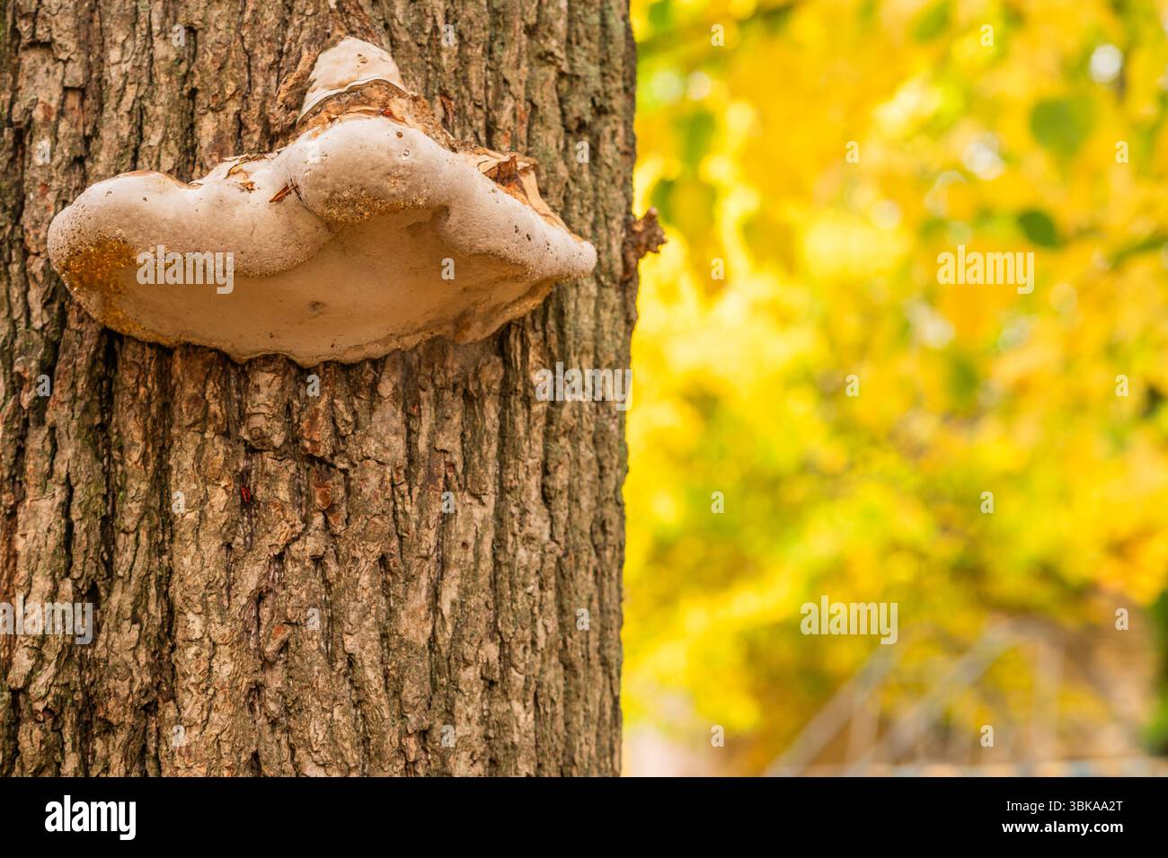 un grande fungo di latta cresce su un albero Foto Stock