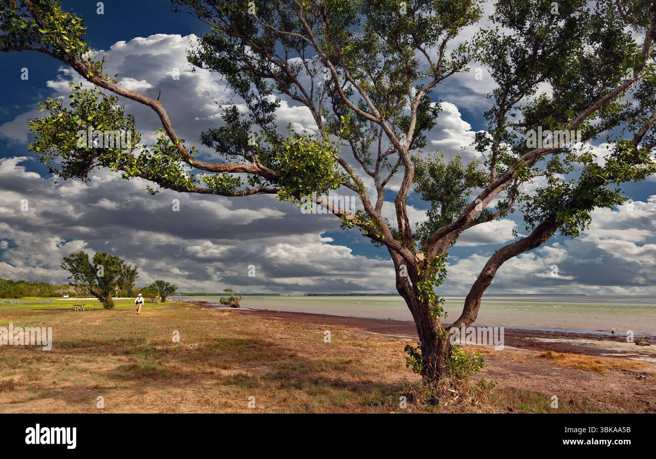 Coastal Tree at Flamingo, Everglades National Park, Florida questa spettacolare vista da Flamingo, Florida, nel Everglades National Park, mostra una t Foto Stock