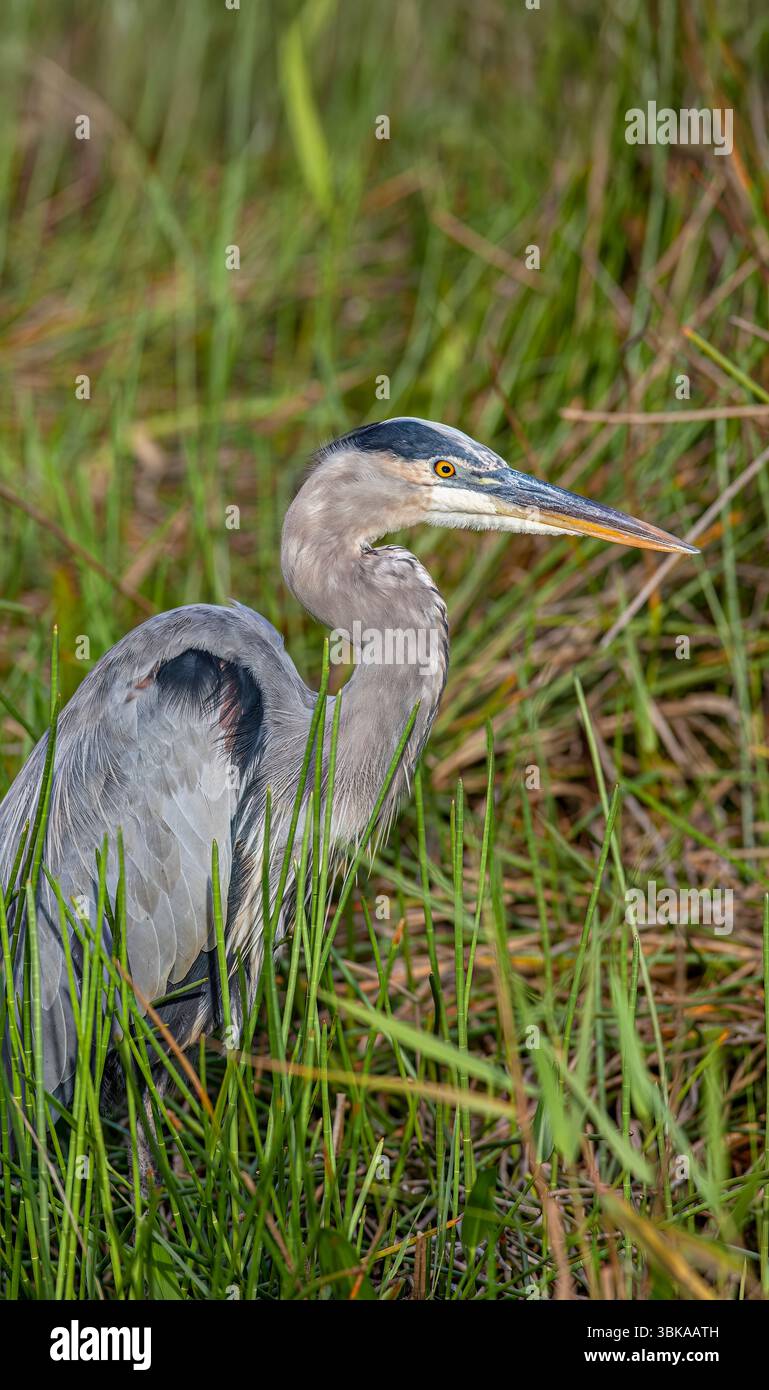 Airone blu in Everglades della Florida Foto Stock