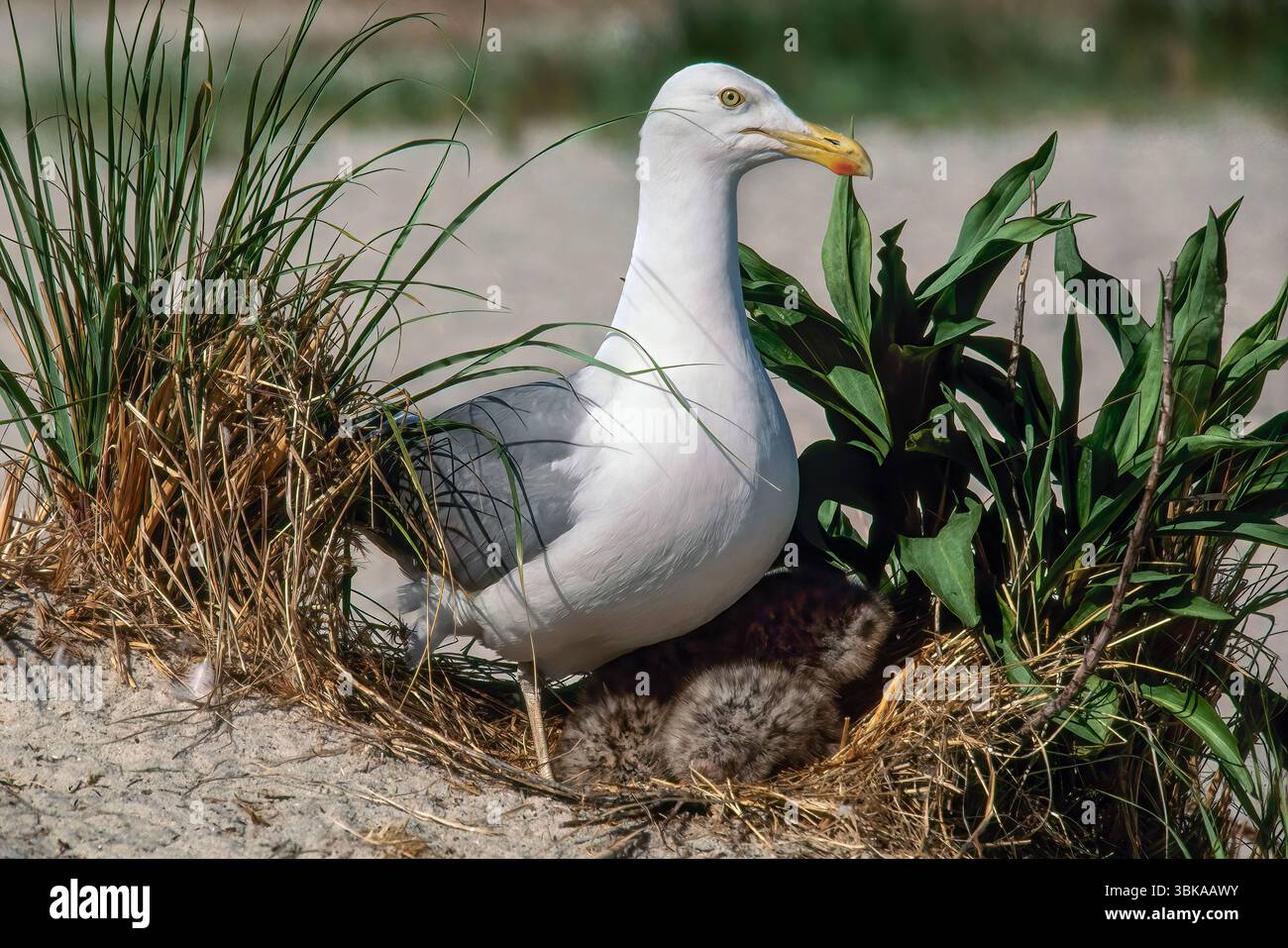 L'Aringa Gabbiano (Larus argentatus) Foto Stock
