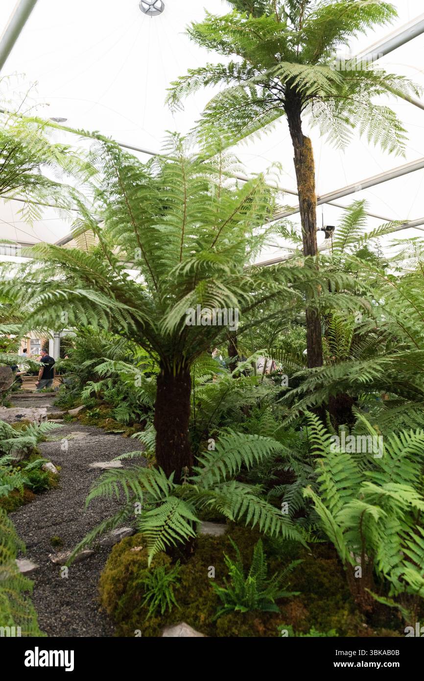 Chelsea Flower Show 2025 Foto Stock