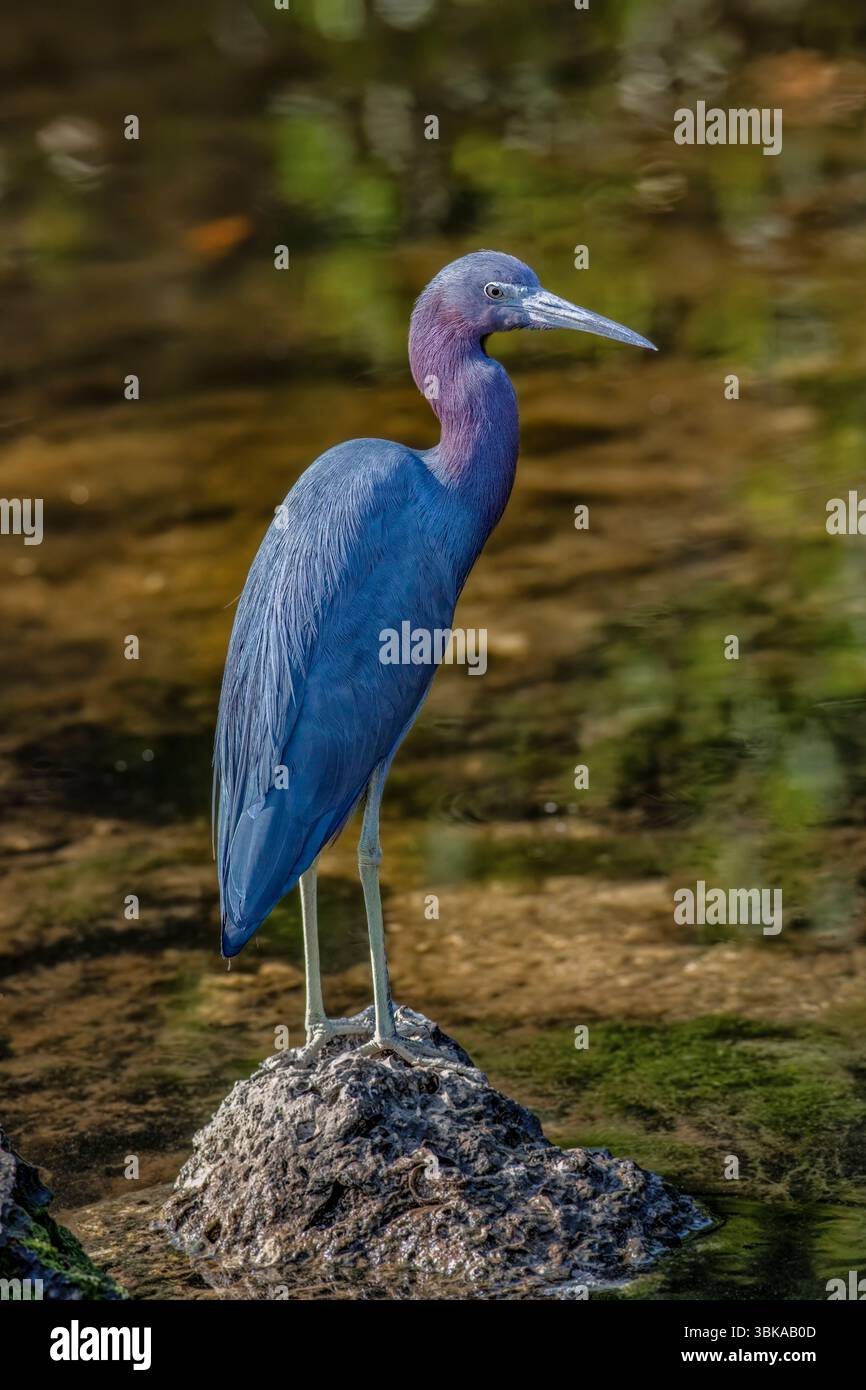 Il piccolo Blue Heron, Egretta caerulea Foto Stock