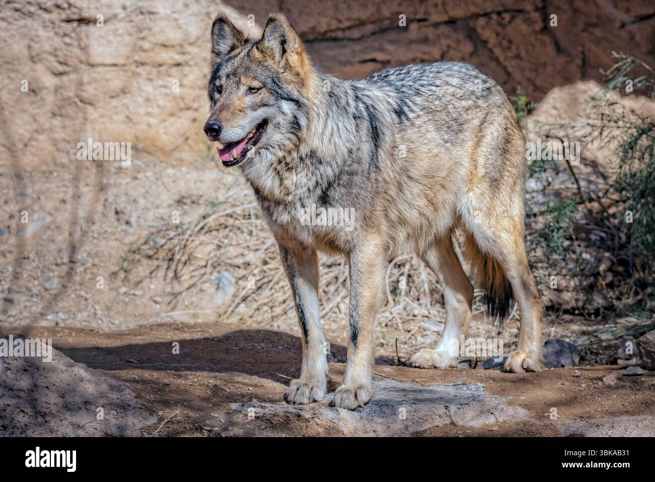 Lupo messicano, Canis lupus baileyi, Arizona Foto Stock