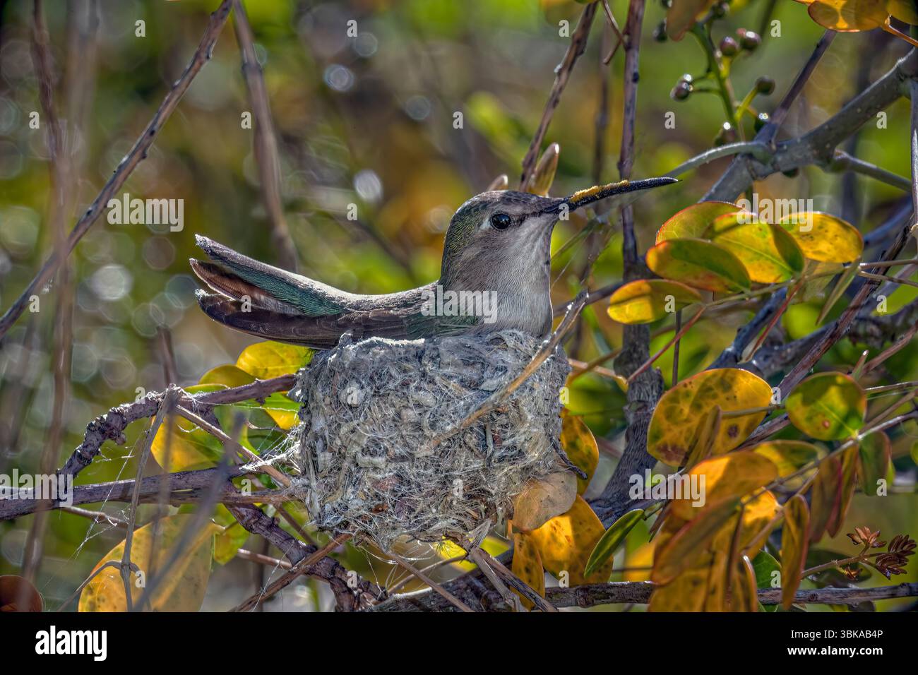 Un nido costruito con ragnatele, colibrì di Costa - Calypte costae (femmina) questa immagine cattura un colibrì di Costa (Calypte costae) che si occupa di una tendente femminile Foto Stock