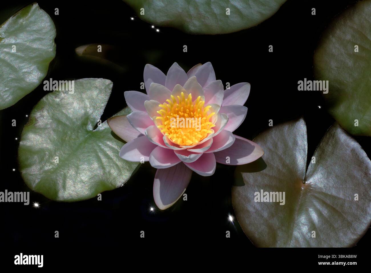 Questa foto mostra un'argilla rosa resistente, molto probabilmente Nymphaea "Pink Sensation", che fiorisce in uno stagno fermo. Foto Stock