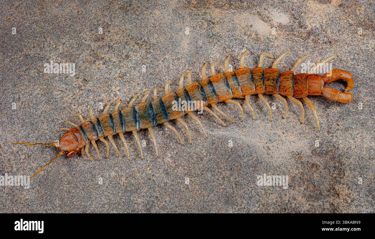 Scolopendra polymorpha, il centipede comune del deserto, il centipede di tigre, il centipede del deserto a banda o il centipede del deserto di Sonora, Foto Stock