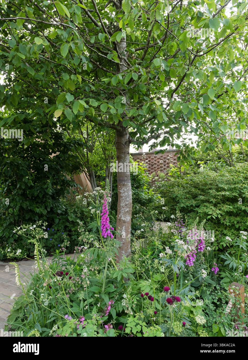 Chelsea Flower Show 2025 Foto Stock