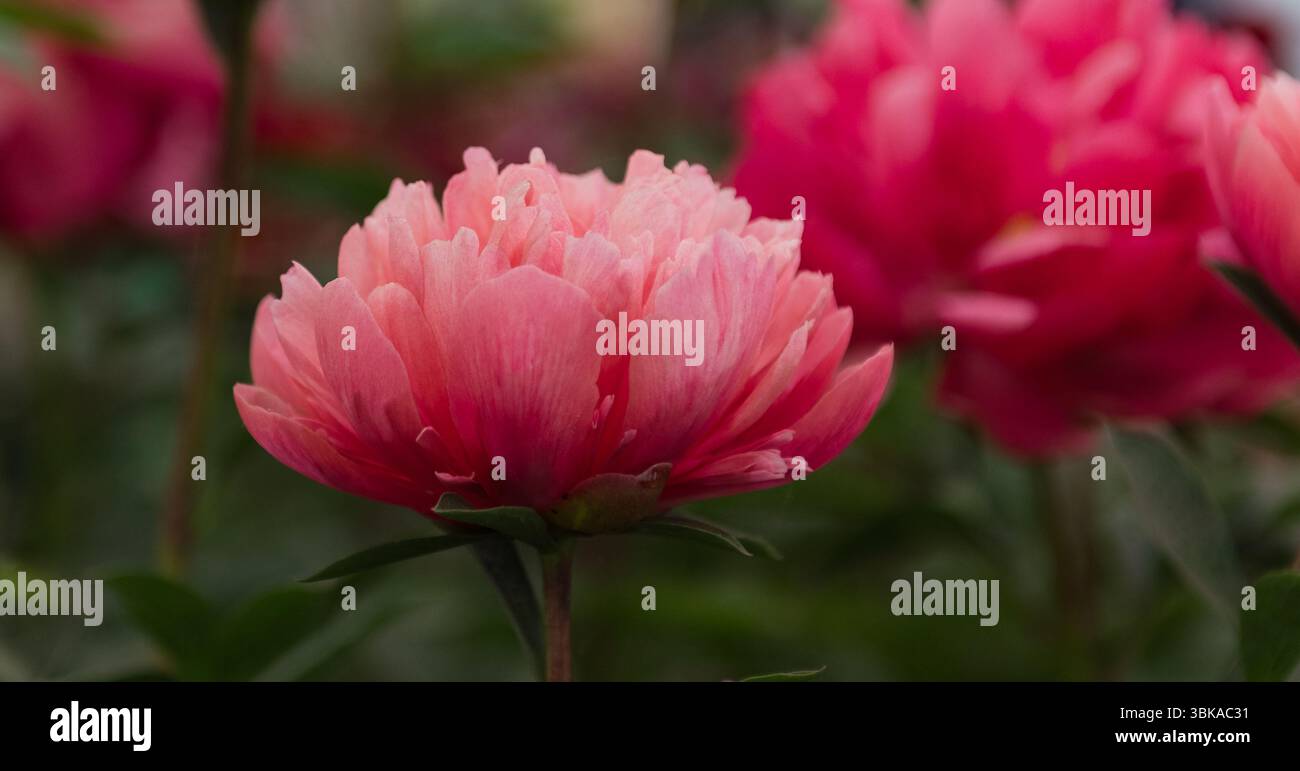 Chelsea Flower Show 2025 Foto Stock