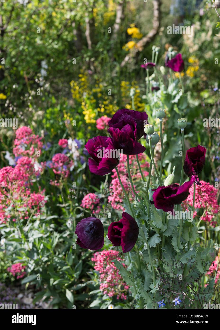 Chelsea Flower Show 2025 Foto Stock