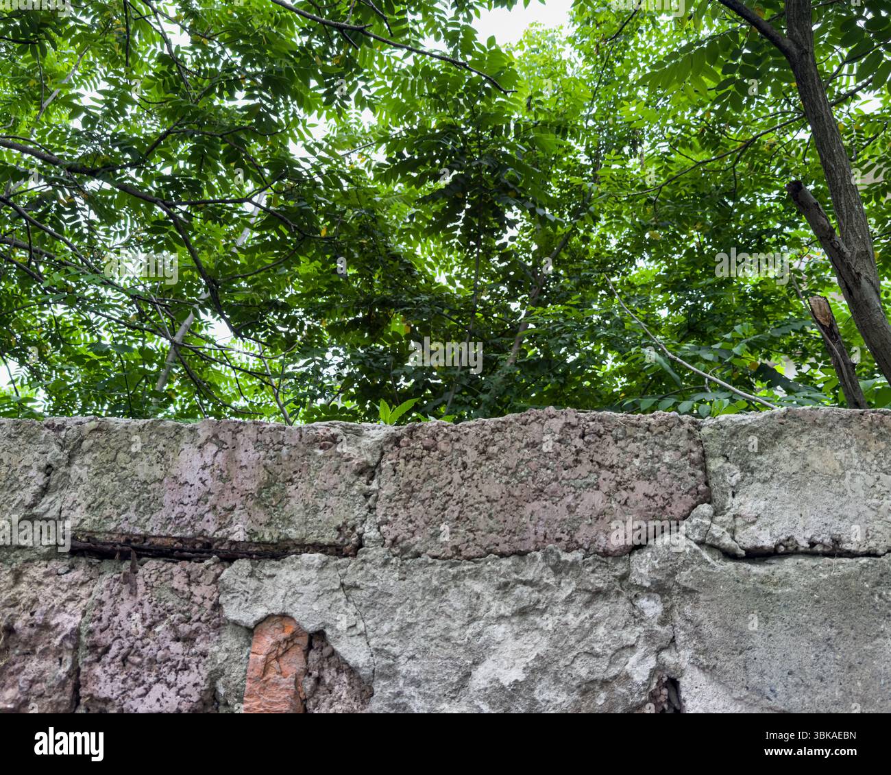 Vecchio muro di cemento grezzo con crepe e tondini arrugginiti, con vegetazione lussureggiante di alberi sopra. Naturale contrasto urbano, nessuna gente. Foto Stock