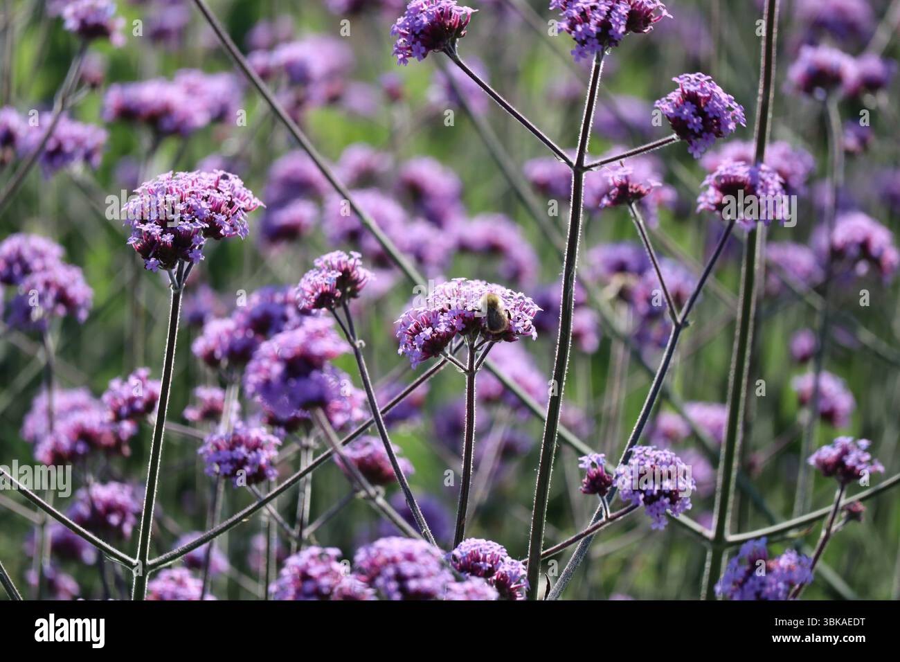 Comune ape Carder su patagonia Vervain Foto Stock