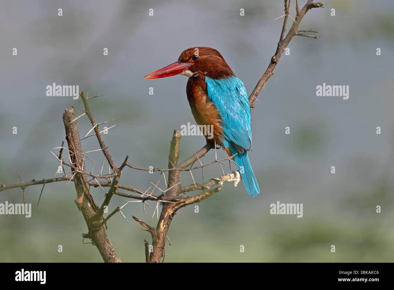 Kingfisher dalla gola bianca, Keoladeo Ghana, Bharatpur, Rajasthan, India, gennaio 2025 Foto Stock