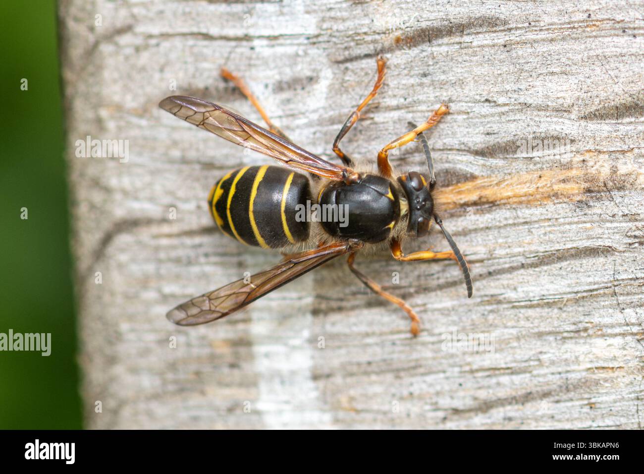 Mean Wasp (Dolichovespula media), una vespa da operaio di colore scuro su una panchina di legno che raccoglie polpa di legno per la costruzione di nidi, Surrey, Inghilterra, Regno Unito Foto Stock