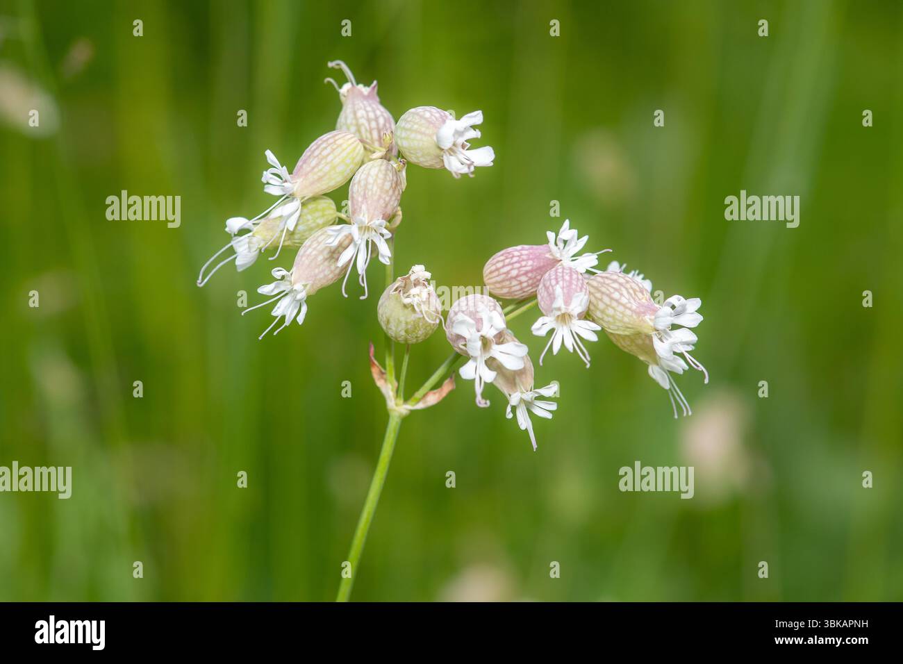 Fiori selvatici bianchi (Silene latifolia) durante l'estate, Inghilterra, Regno Unito Foto Stock