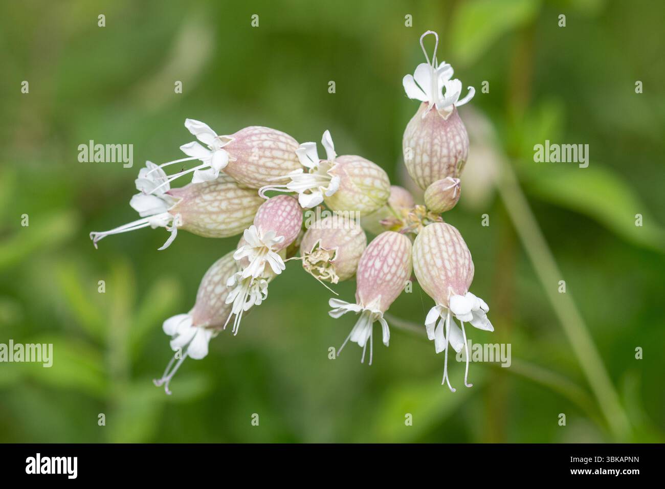 Fiori selvatici bianchi (Silene latifolia) durante l'estate, Inghilterra, Regno Unito Foto Stock