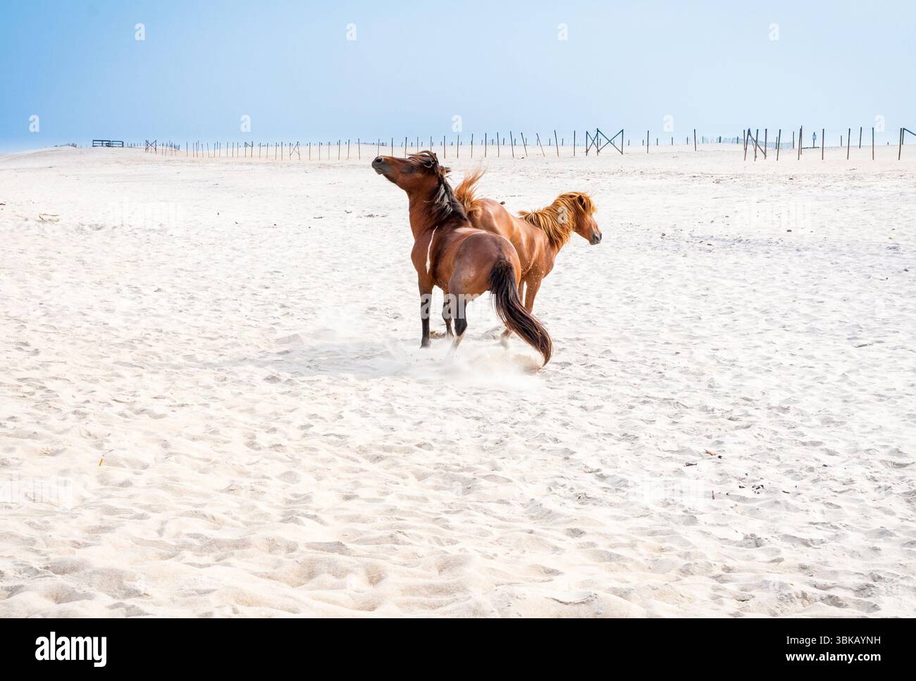 Due cavalli selvaggi aggressivi (Equus caballus) combattono e si calpestano a vicenda presso Assateague Island National Seashore, Maryland Foto Stock