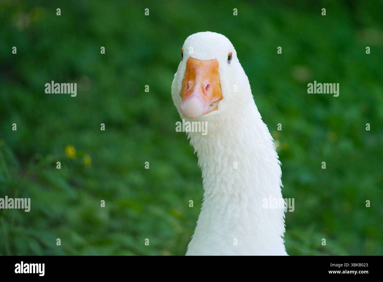 Un'oca bianca da vicino. Foto Stock