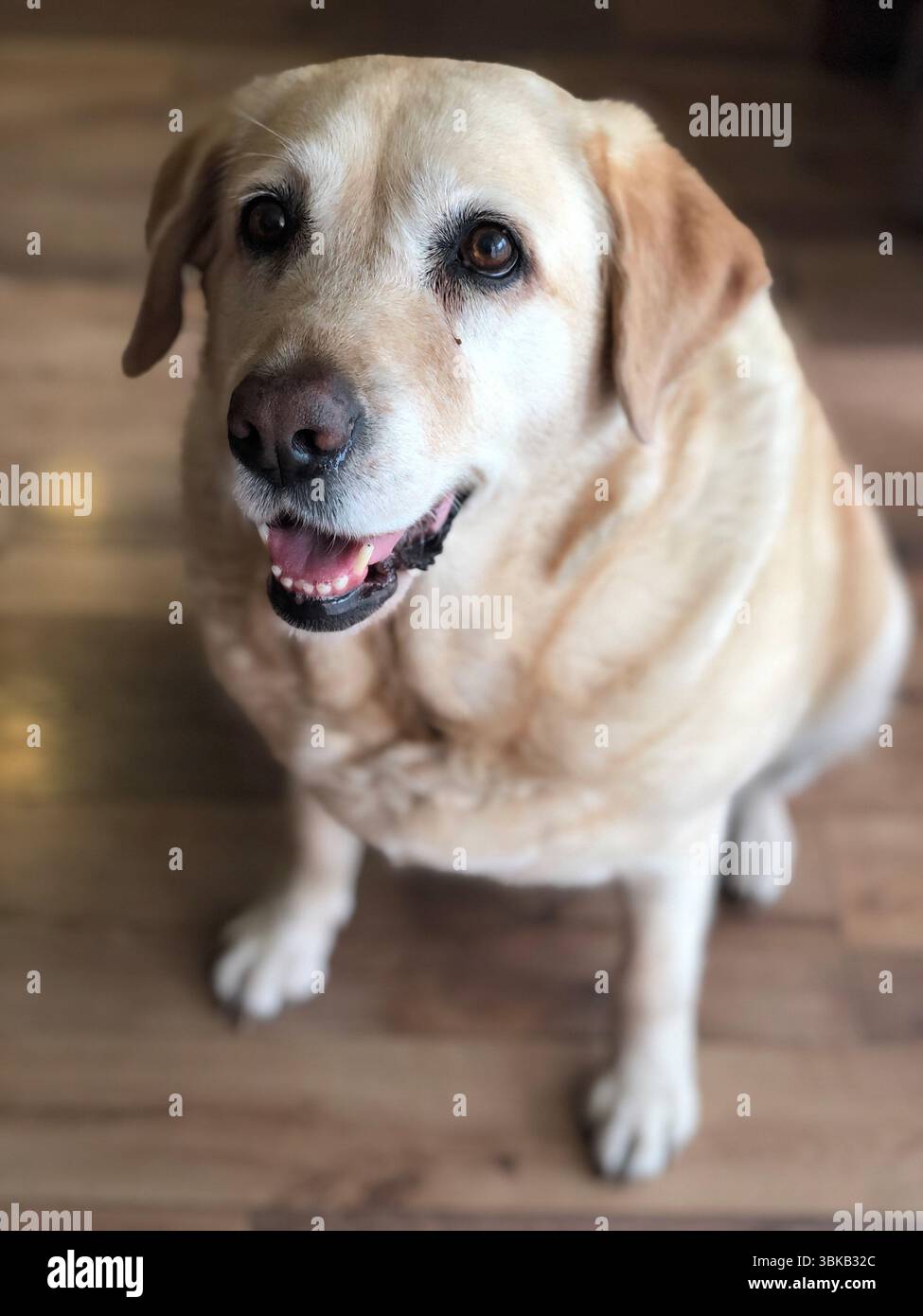 Accogliente labrador con uno sguardo tenero a casa Foto Stock