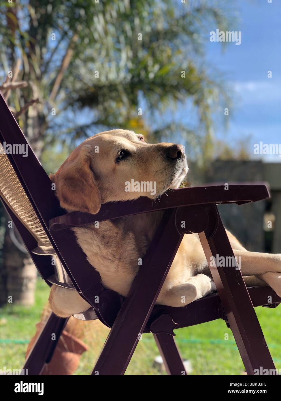 Labrador gode di un riposo tranquillo sulla sedia da giardino sotto il sole Foto Stock