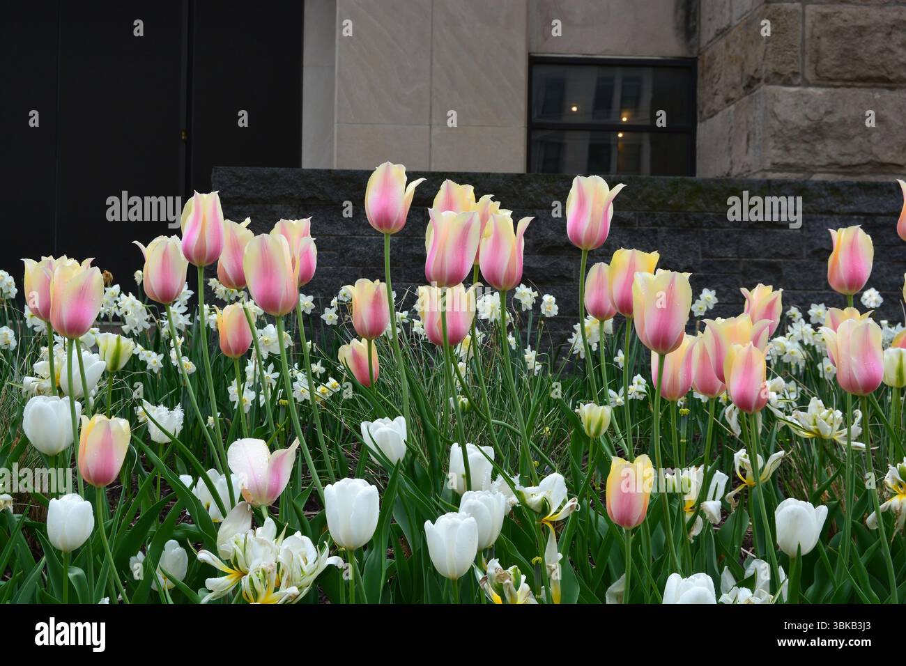 Piante di tulipani rosa e bianco Foto Stock