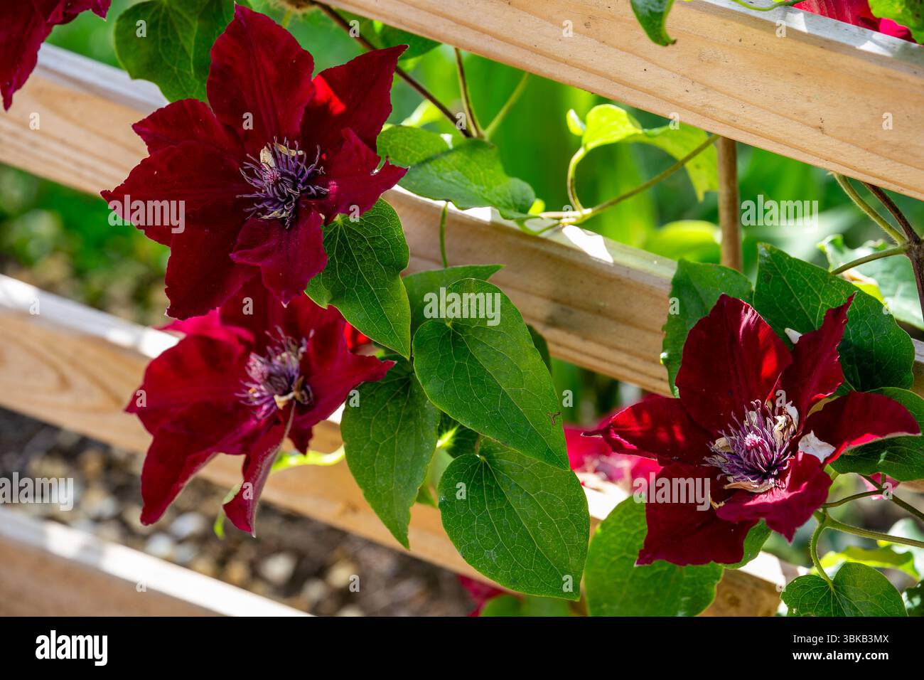 Splendidi fiori rossi clemiti fioriscono vibrantemente su un traliccio di legno in un giardino soleggiato con foglie verdi lussureggianti Foto Stock