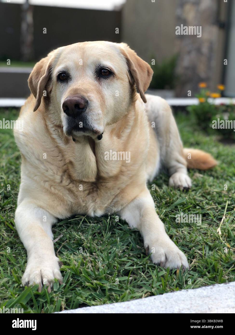labrador tranquillo e attento sull'erba del giardino Foto Stock