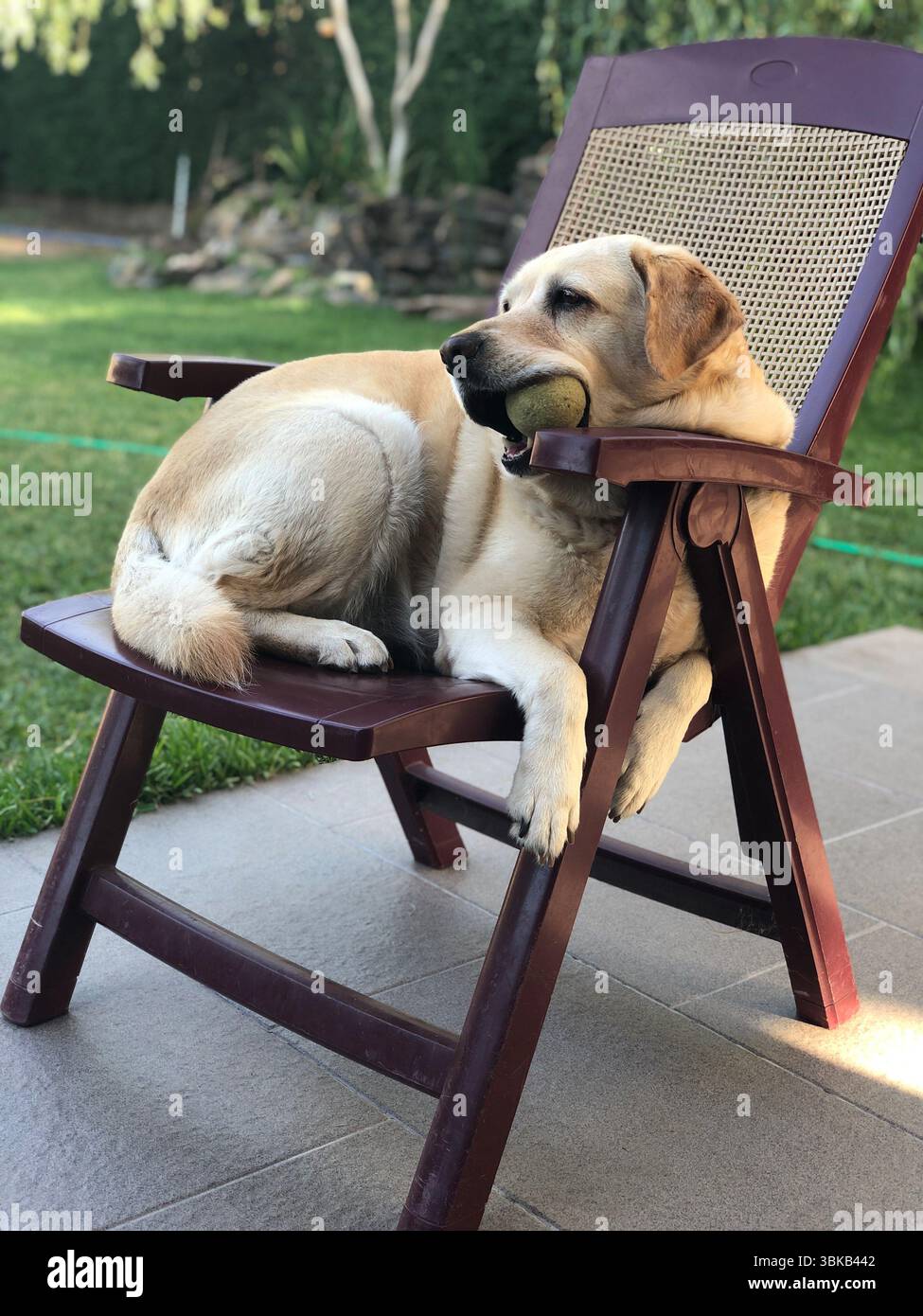 Labrador rilassati su una sedia da giardino con una palla da tennis in bocca Foto Stock
