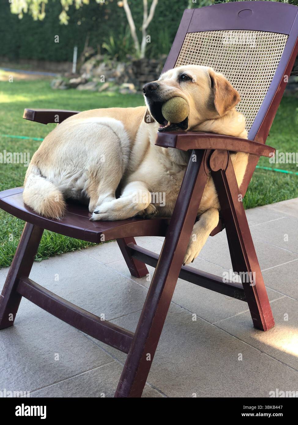 Labrador rilassati su una sedia da giardino con una palla da tennis in bocca Foto Stock