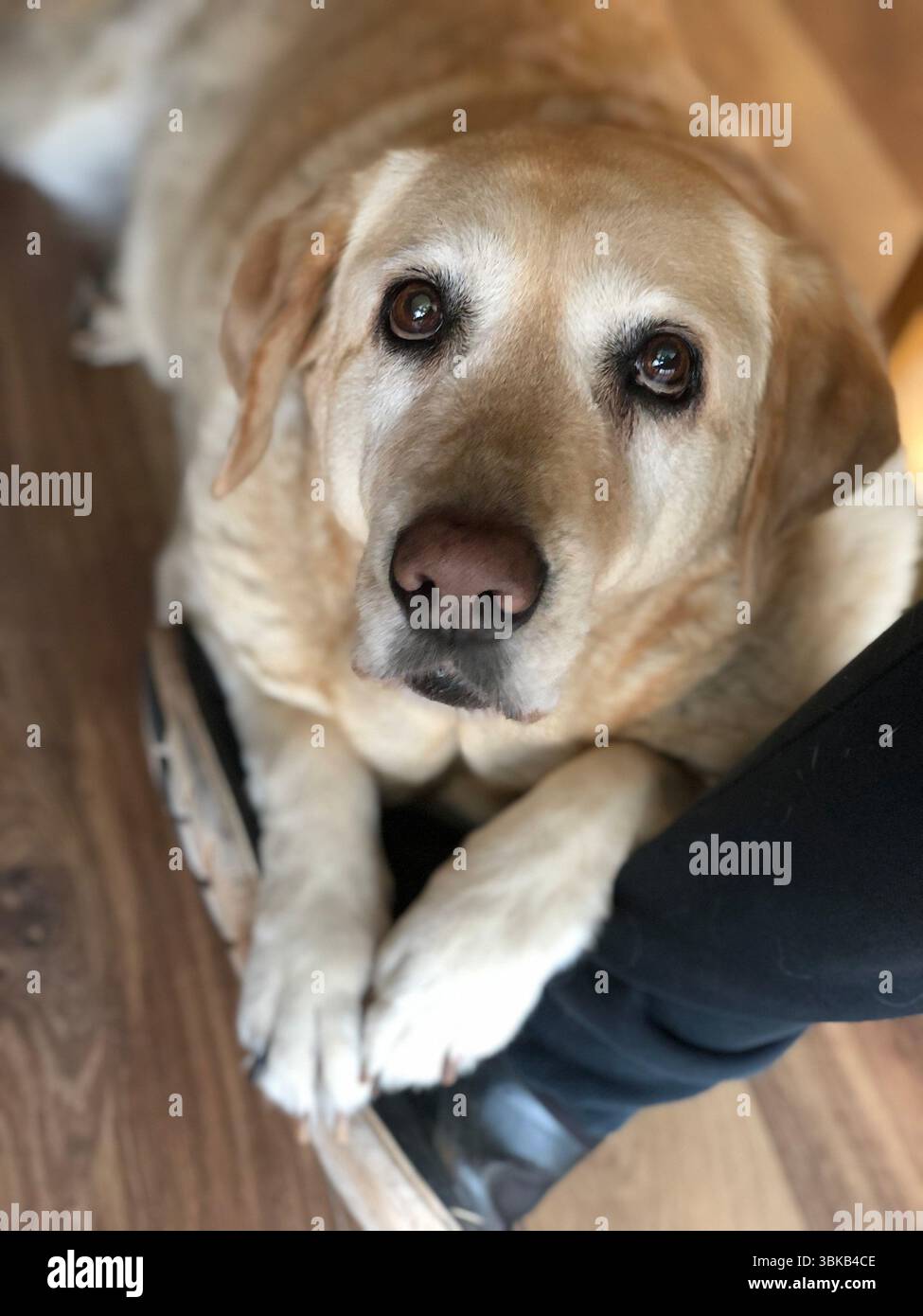 Cane Labrador che guarda con gli occhi imploranti una persona Foto Stock