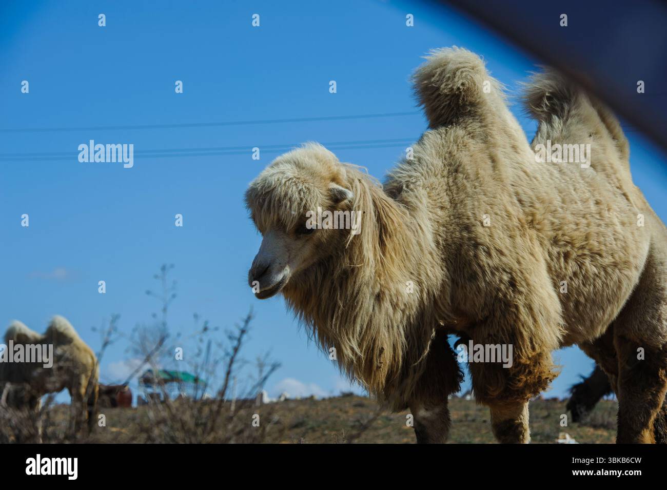 Un cammello marrone cammina lentamente attraverso il terreno asciutto della steppa nella regione di Astrakhan in Russia. Foto Stock
