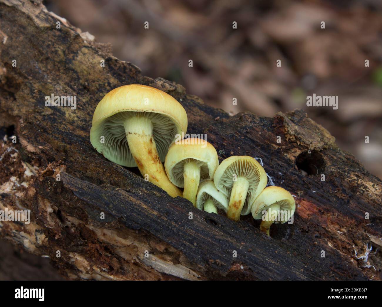 Funghi selvatici che crescono nella foresta. Funghi - Ipholoma fasciculare Foto Stock