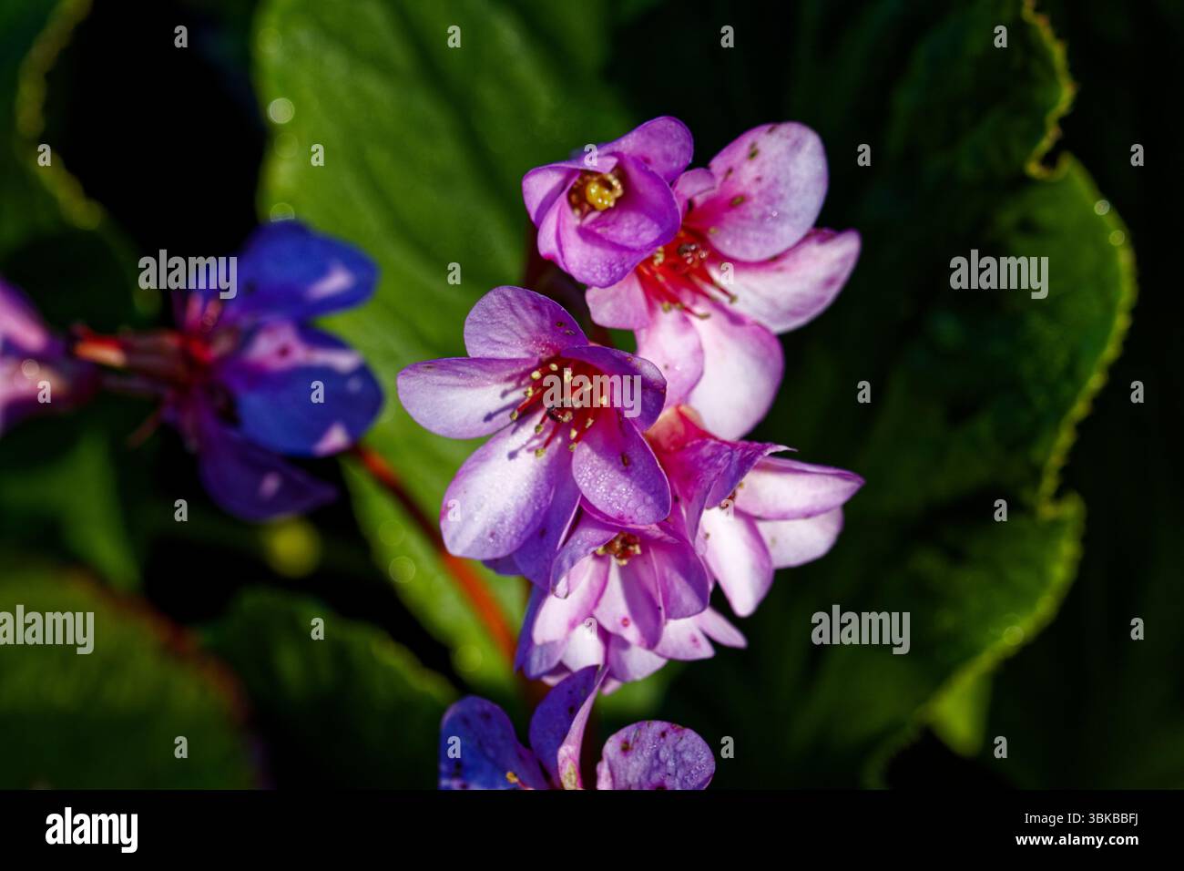 La Bergenia crassifolia è una specie di pianta in fiore. I nomi comuni per la specie includono bergenia con lievito cardiaco, orecchie di elefante, tè mongolo. Foto Stock