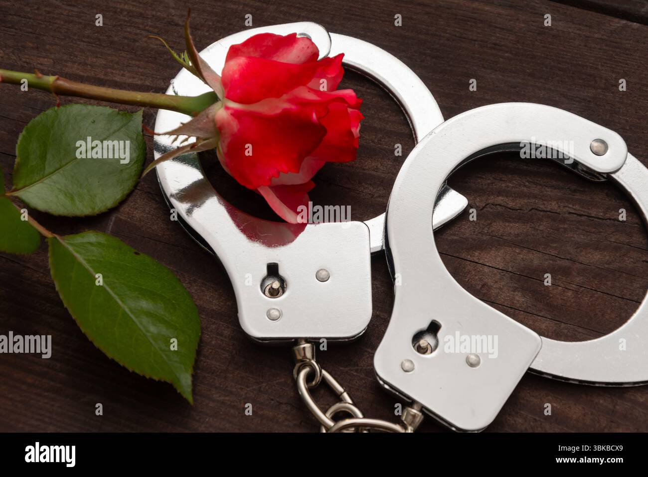 natura morta raffigurante una rosa rossa e polsini in metallo su uno sfondo di legno scuro. La composizione simboleggia il contrasto tra amore e coercizione, fr Foto Stock