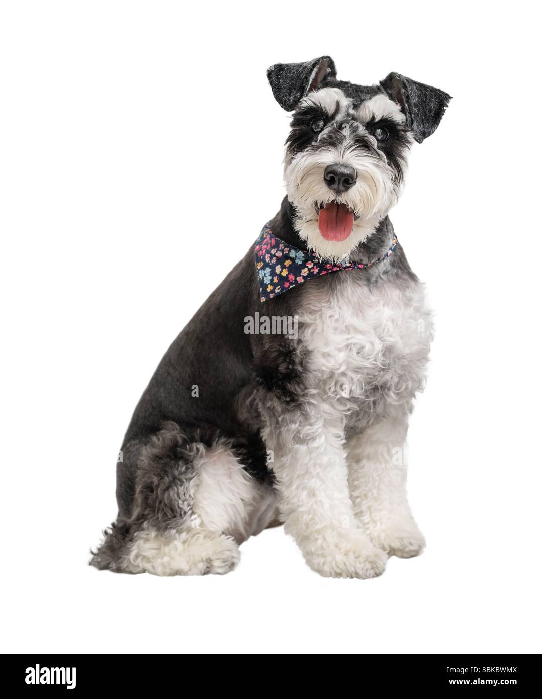 Ritratto di schnauzer in miniatura seduto con la testa girata isolata su sfondo bianco Foto Stock