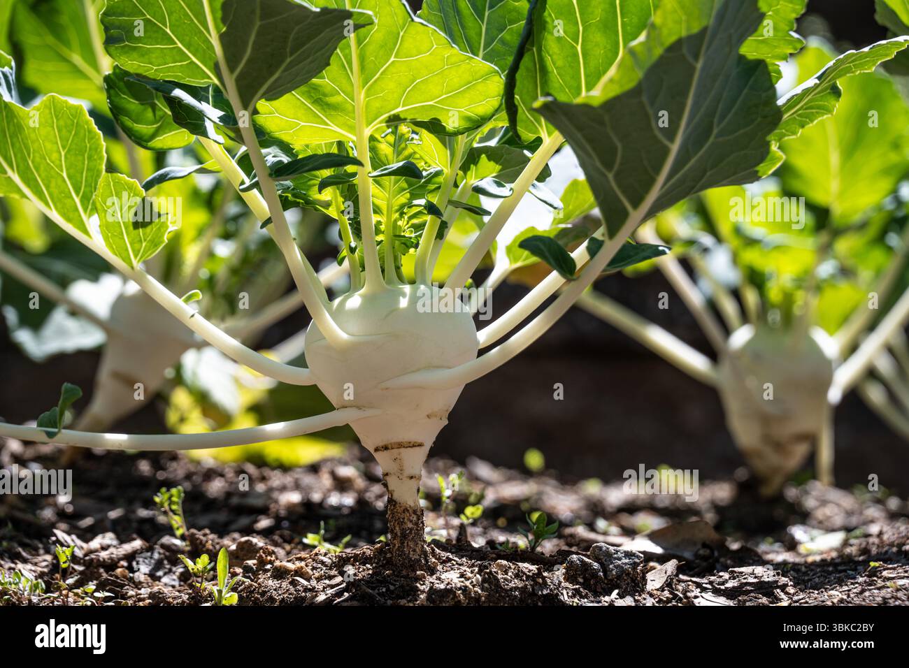 White beas kohlrabi (Brassica olearcea var. Gongylodes) nell'Edible Garden presso l'Atlanta Botanical Garden di Atlanta, Georgia. (USA) Foto Stock