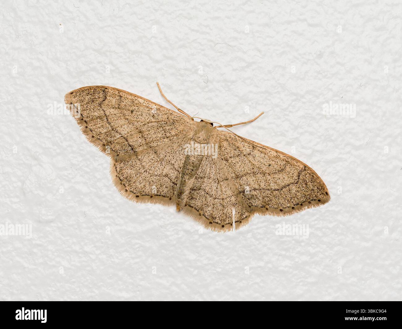 Riband Wave moth (idaea aversata) appoggiata su un muro a Issy-les-Moulineaux, Francia. Famiglia Geometridae. Foto Stock