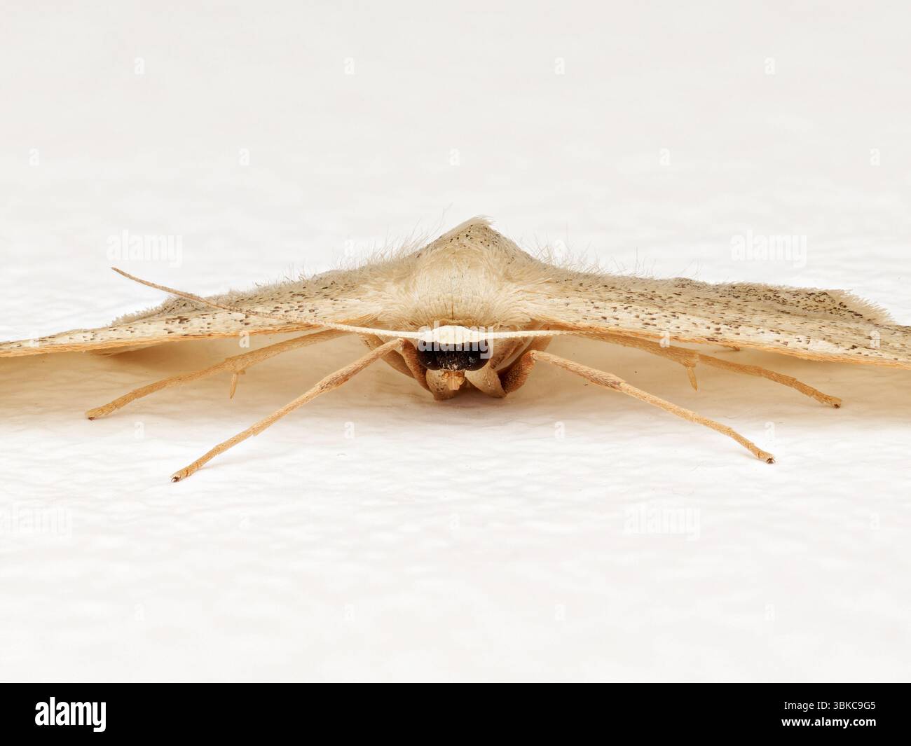 Riband Wave moth (idaea aversata) appoggiata su un muro a Issy-les-Moulineaux, Francia. Famiglia Geometridae. Foto Stock