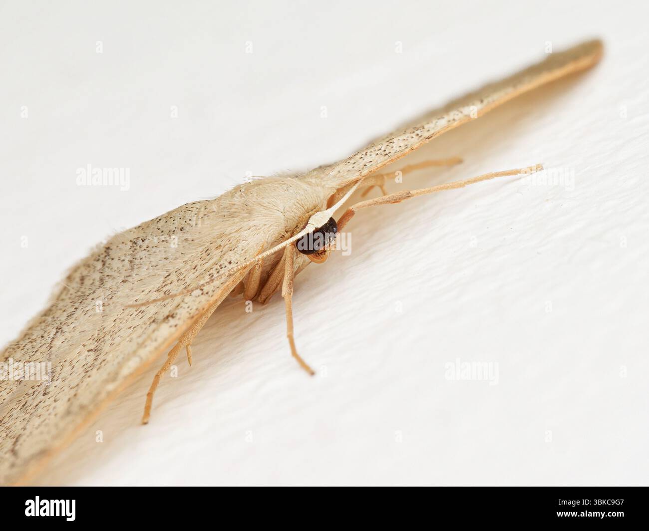 Riband Wave moth (idaea aversata) appoggiata su un muro a Issy-les-Moulineaux, Francia. Famiglia Geometridae. Foto Stock