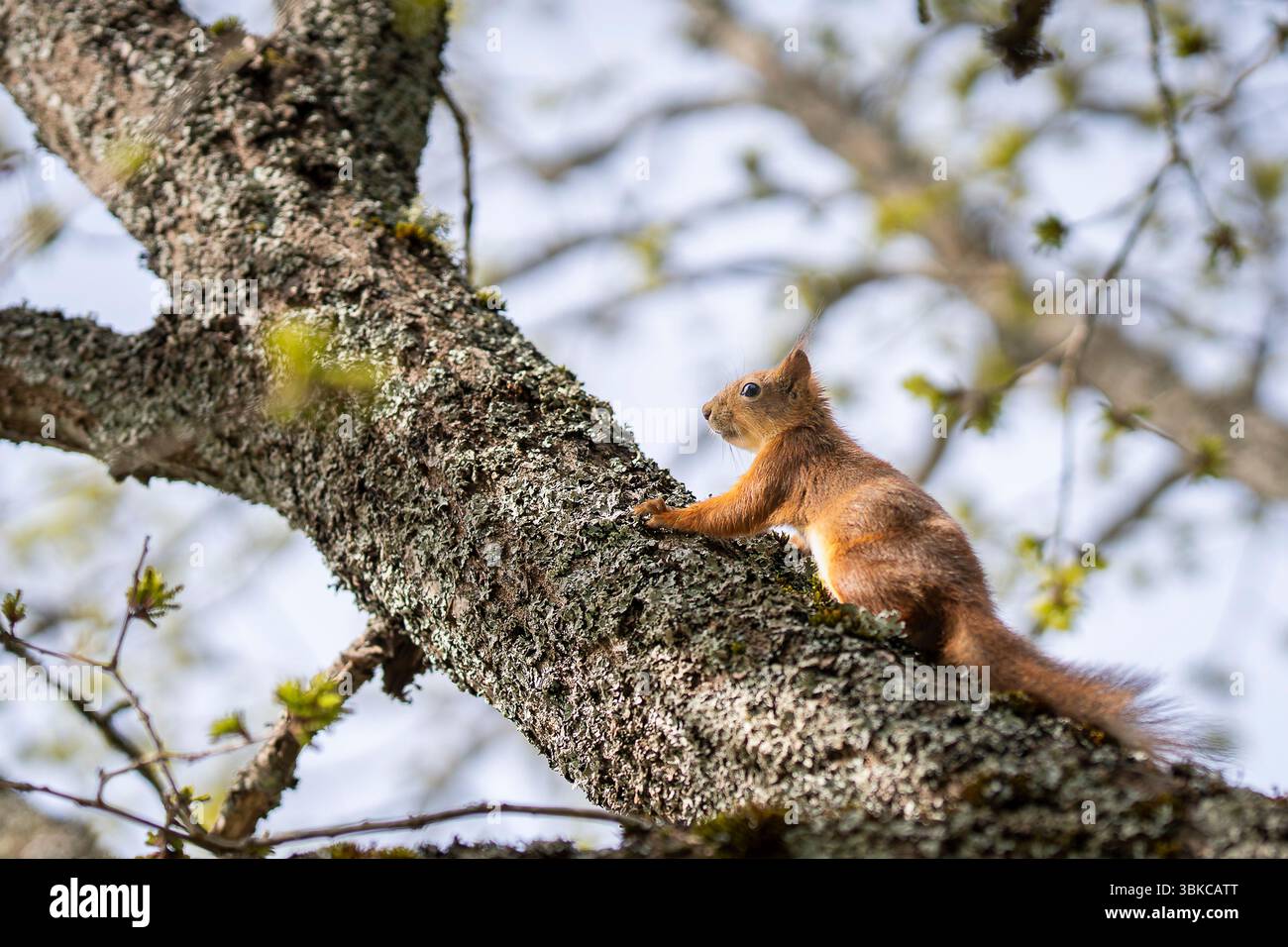 Uno scoiattolo (Sciurus vulgaris) su un albero che sale. Tempo di primavera. Paesaggio primaverile con uno scoiattolo rosso. Foto Stock