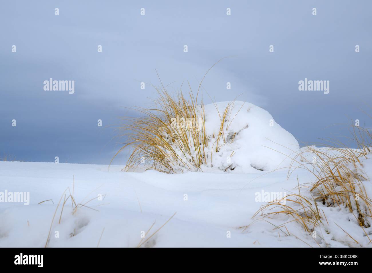 Canne coperte da neve pesante. Regione di Otago. Isola del Sud. Foto Stock
