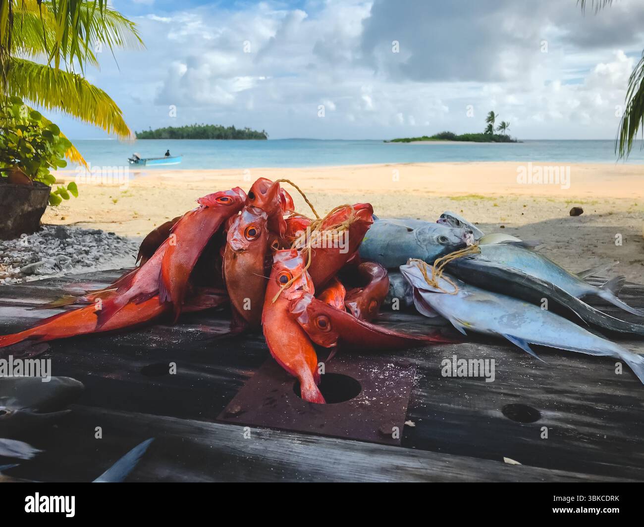 Pesce fresco pescato al mattino sull'isola tropicale di Tikehau, Polinesia. Catture in vendita al mercato del pesce. Barca per pescatori e spiaggia di sabbia sullo sfondo. Incredibile paesaggio naturale estivo. Viaggi, turismo, vacanze Foto Stock