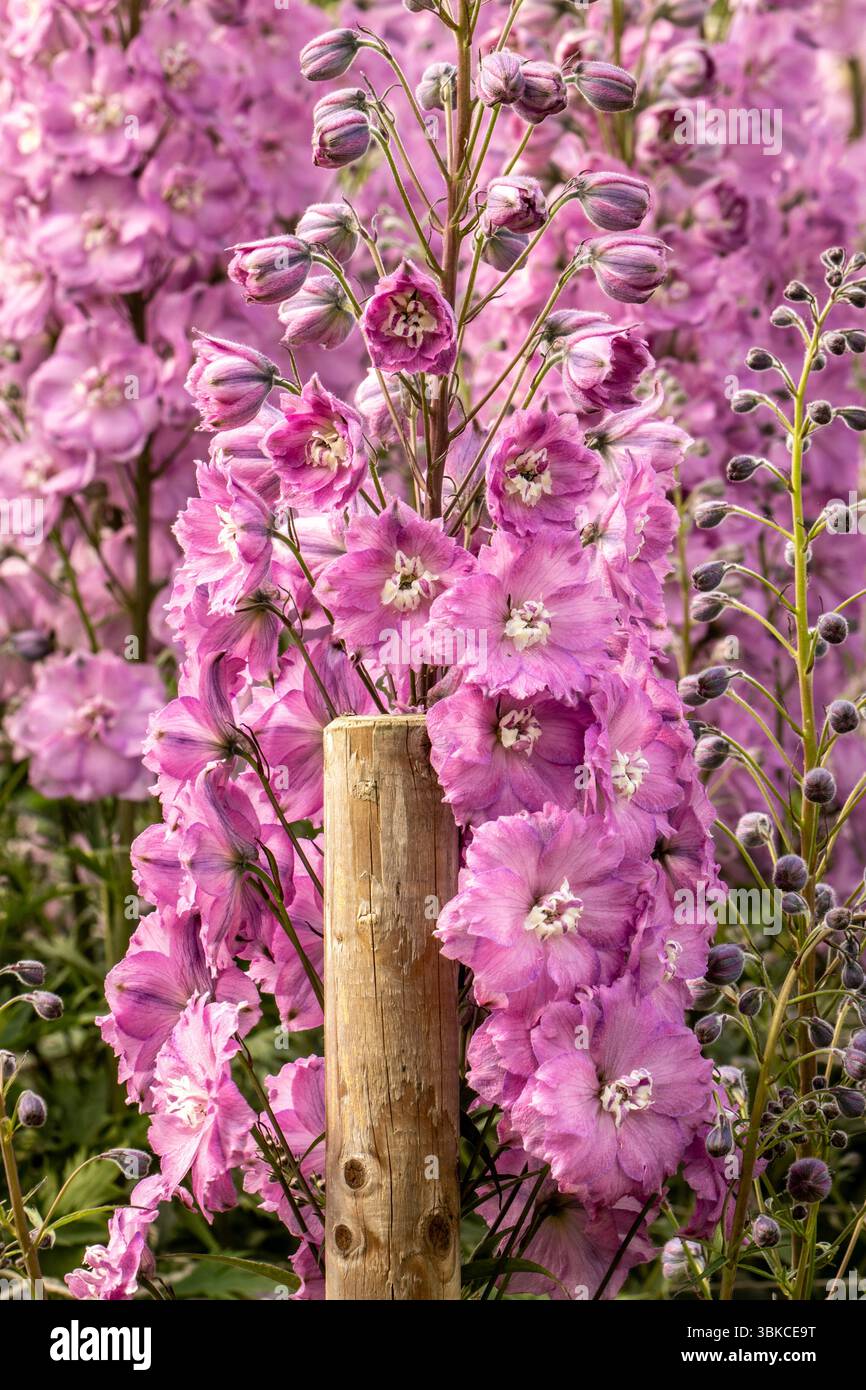 Deliziosa pianta naturale ravvicinata Delphinium Elatum Sweethearts (New Millennium Series), Delphinium Sweethearts, in piena fioritura. Foto Stock